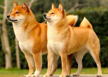 Đây là giống chó được đánh giá là thông minh nhất