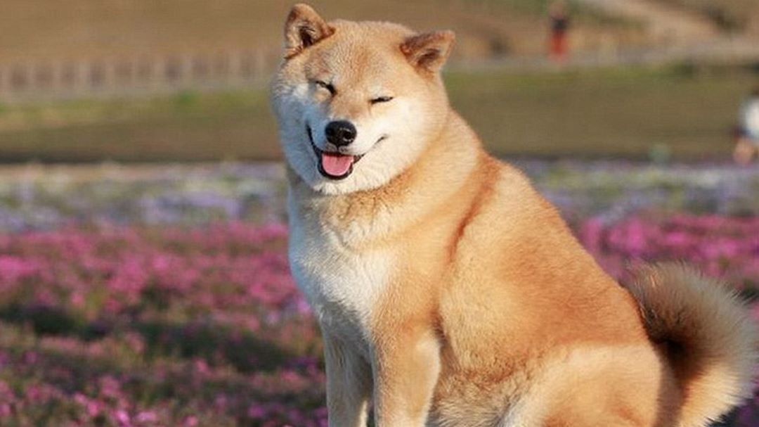 Chó chất lượng phải kể đến những chú chó Shiba được nhập khẩu