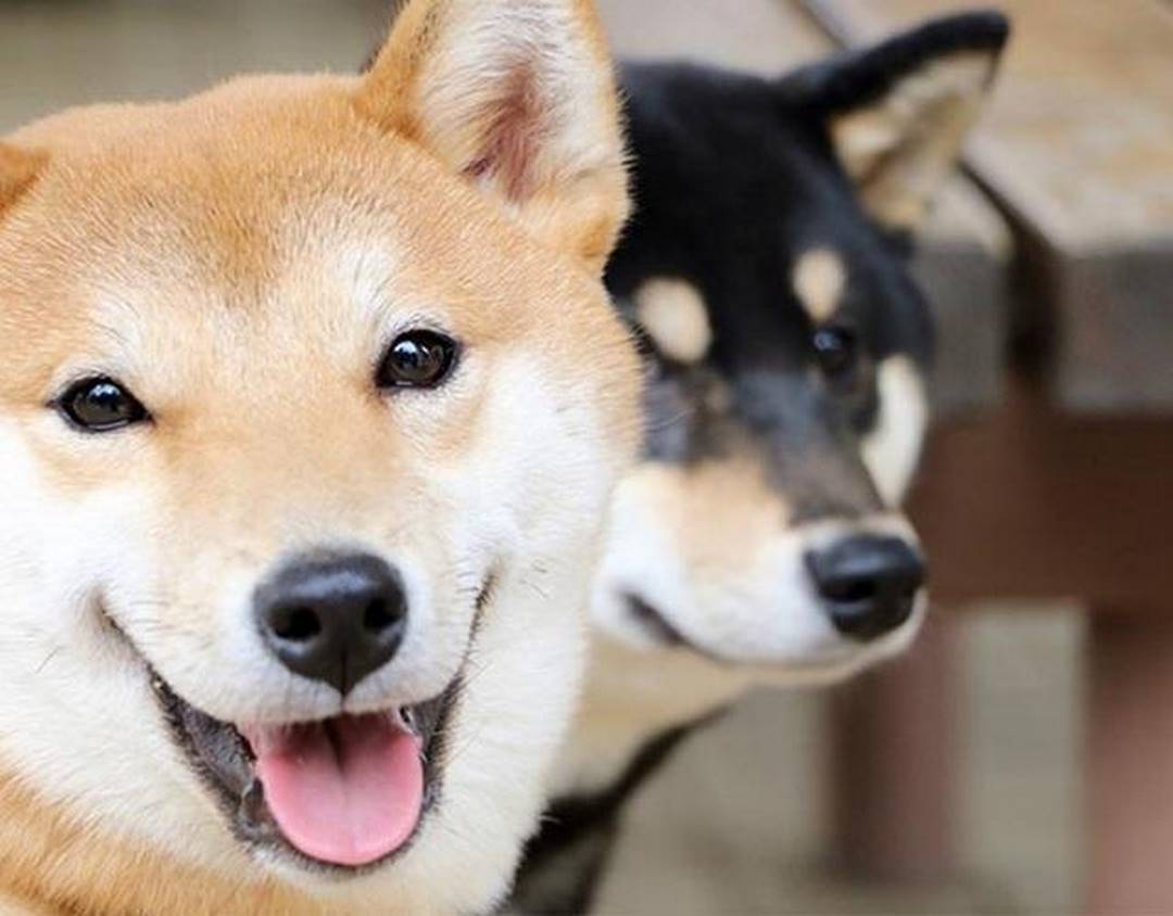 Chó Shiba là một trong những giống chó đang được ưa chuộng nhất