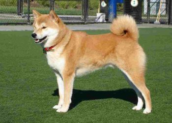 Giá bán của loài chó Akita