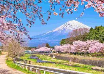 Hoa anh đào Nhật Bản là một loài hoa đặc biệt