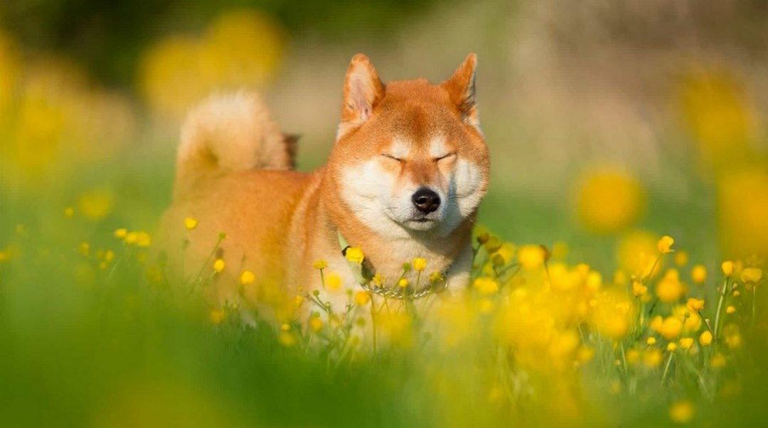 Những căn bệnh Shiba Inu hay mắc phải