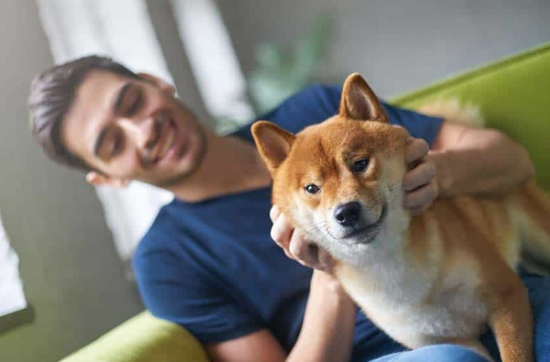 Chăm sóc sức khỏe chó Shiba trên 6 tháng tuổi