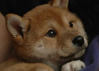 Chăm sóc sức khỏe chó Shiba? Hướng dẫn phòng bệnh