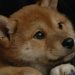Chăm sóc sức khỏe chó Shiba? Hướng dẫn phòng bệnh