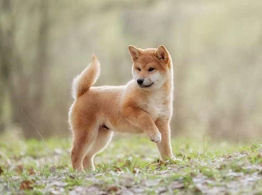 Tìm hiểu giống chó Shiba Nhật Bản và những lưu ý khi chăm sóc