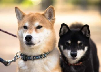 Đặc điểm của chó Shiba về ngoại hình, tính cách giống chó Nhật