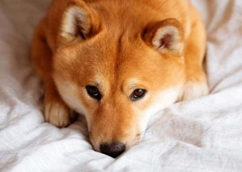 Nguồn gốc chó Shiba Inu trong chiều dài lịch sử Nhật Bản