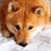 Nguồn gốc chó Shiba Inu trong chiều dài lịch sử Nhật Bản