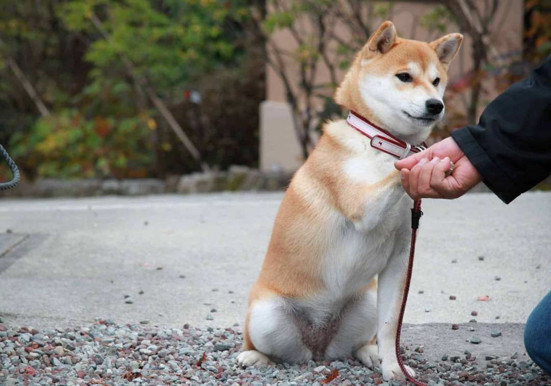 Chó Shiba ăn gì? Chế độ dinh dưỡng cho chó Shiba Inu