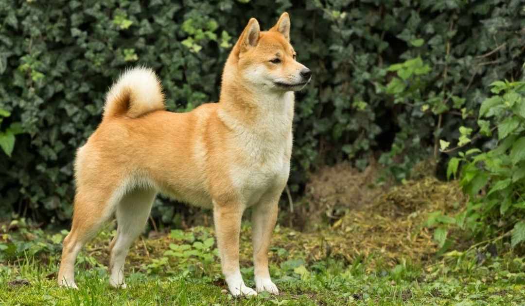 Yêu cầu vệ sinh, chăm sóc ngoại hình cho chó Shiba Inu