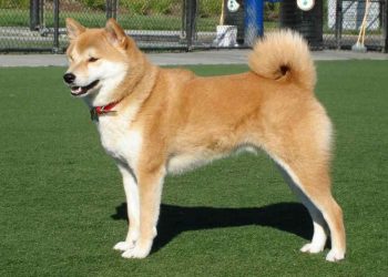 Nuôi chó Shiba – Kinh nghiệm nuôi thú cưng bạn nên biết