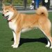 Nuôi chó Shiba – Kinh nghiệm nuôi thú cưng bạn nên biết
