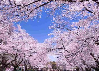 Biểu tượng hoa anh đào đại diện cho tinh thần Nhật Bản