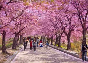 Các loài hoa anh đào tại Nhật Bản? Hoa anh đào nở khi nào?