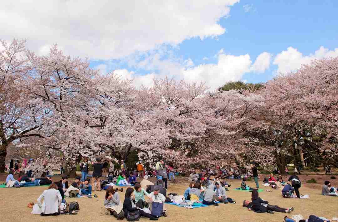 Các hoạt động tại lễ hội hoa anh đào Hanami