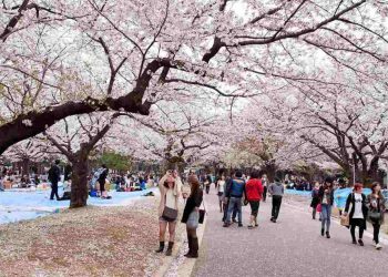 Lễ hội hoa anh đào Nhật Bản có những hoạt động gì thú vị?