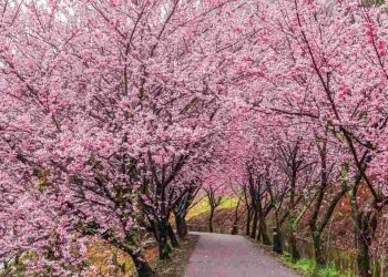 Truyền thuyết hoa anh đào qua những câu chuyện ngày xưa