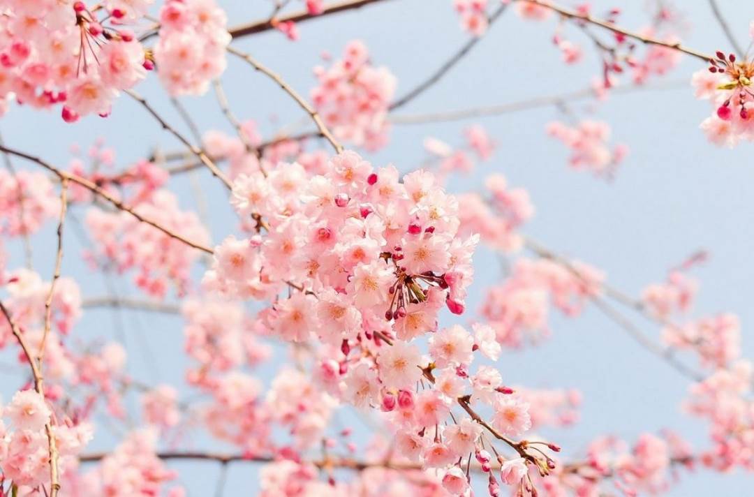 Ý nghĩa của hoa anh đào sakura