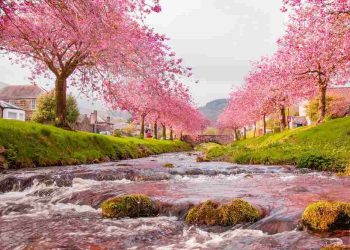 Ý nghĩa của hoa anh đào đối với người dân Nhật Bản